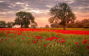 Photo 971704